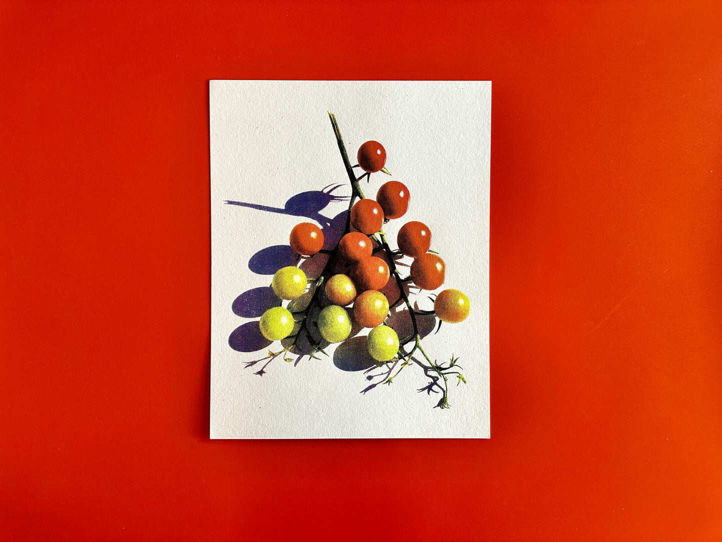 Cherry Tomatoes Print