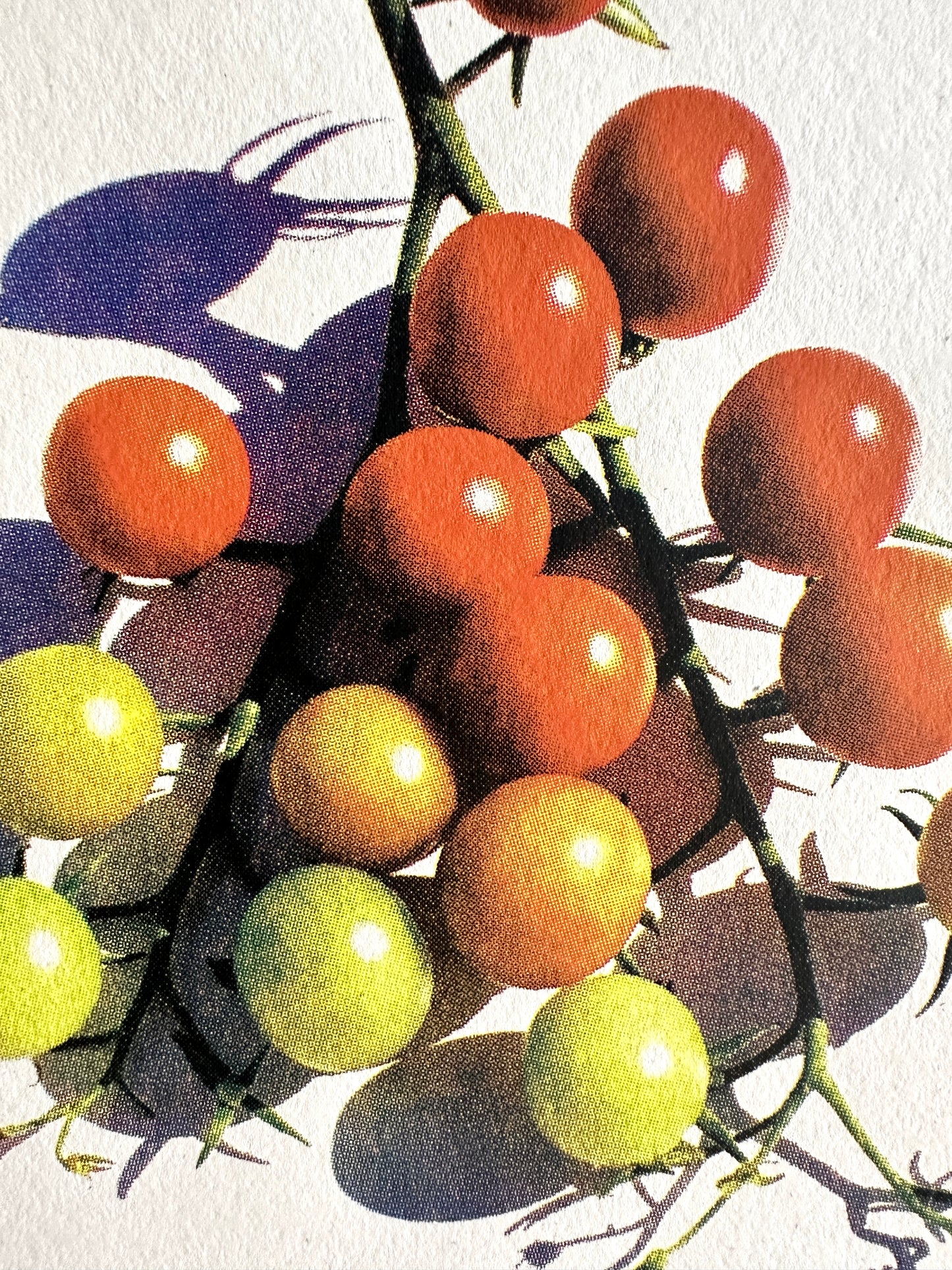 Cherry Tomatoes Print