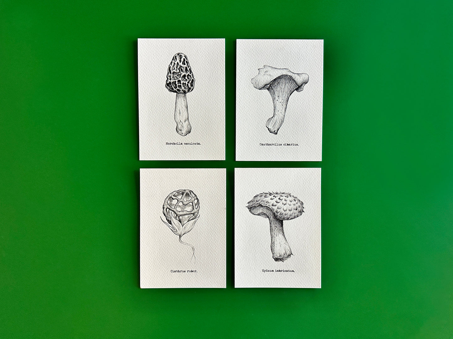 Mushroom Print Collection