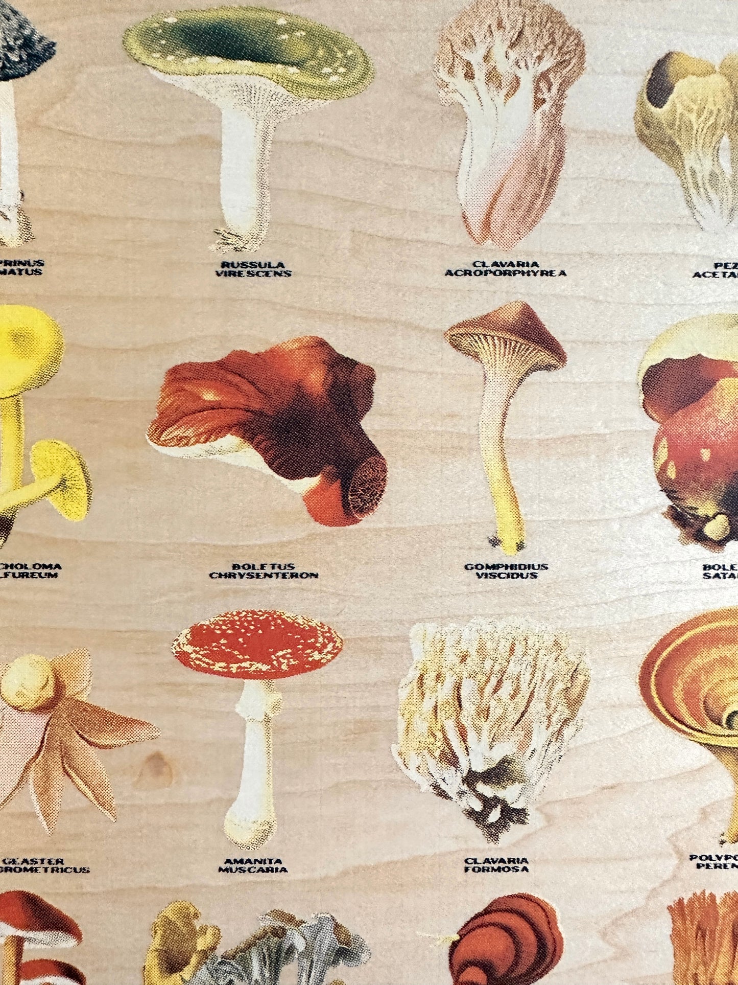 Wooden Mushroom Botanical